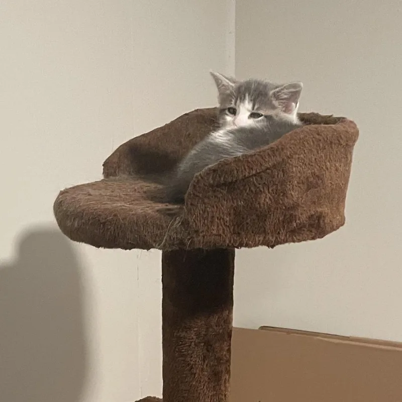 A baby small-sized male Gray / Blue / Silver Domestic Short Hair cat named Brenco for adoption in Granville, OH
