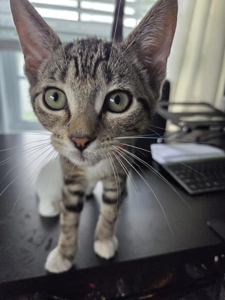 A baby small-sized female Domestic Short Hair cat named Sharkey for adoption in Orlando, FL