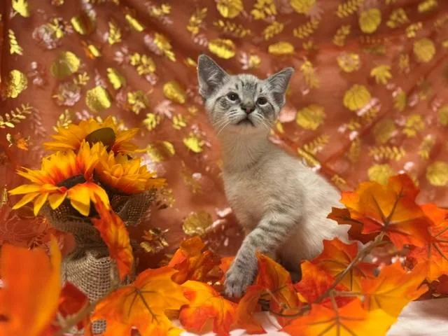 A baby small-sized male Siamese cat named Beadie for adoption in Fairfield, CA
