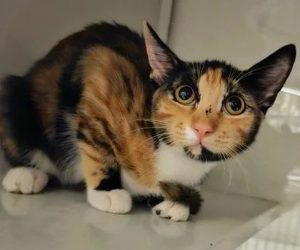 An adult small-sized female Domestic Short Hair cat named Sabrina for adoption in Phoenix, AZ