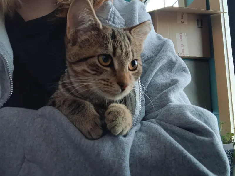 A baby small-sized female Domestic Short Hair cat named Sol for adoption in New Braunfels, TX