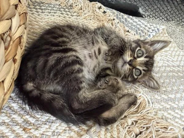 A baby small-sized male Domestic Long Hair cat named Tadpole for adoption in Salt Lake City, UT