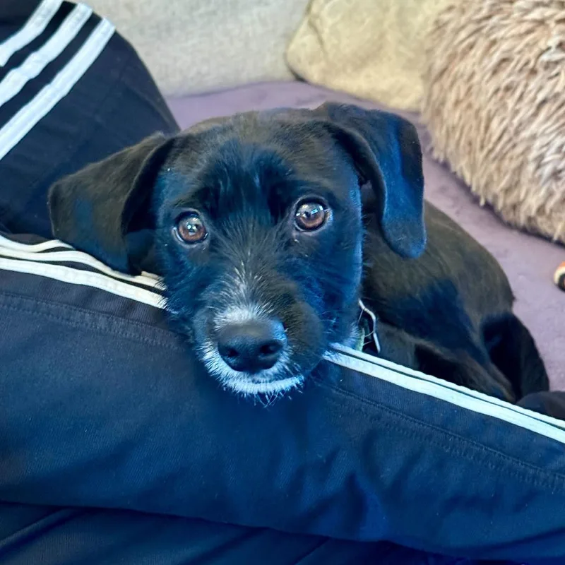 A young small-sized female Black Terrier dog named Polly for adoption in San Francisco, CA
