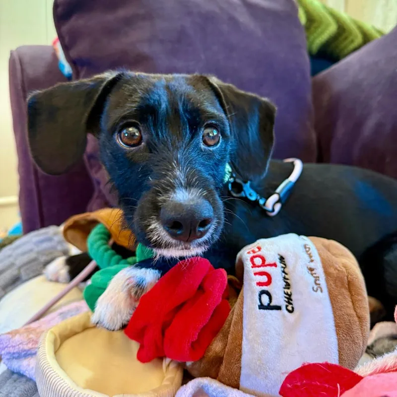 Polly thumbnail 4