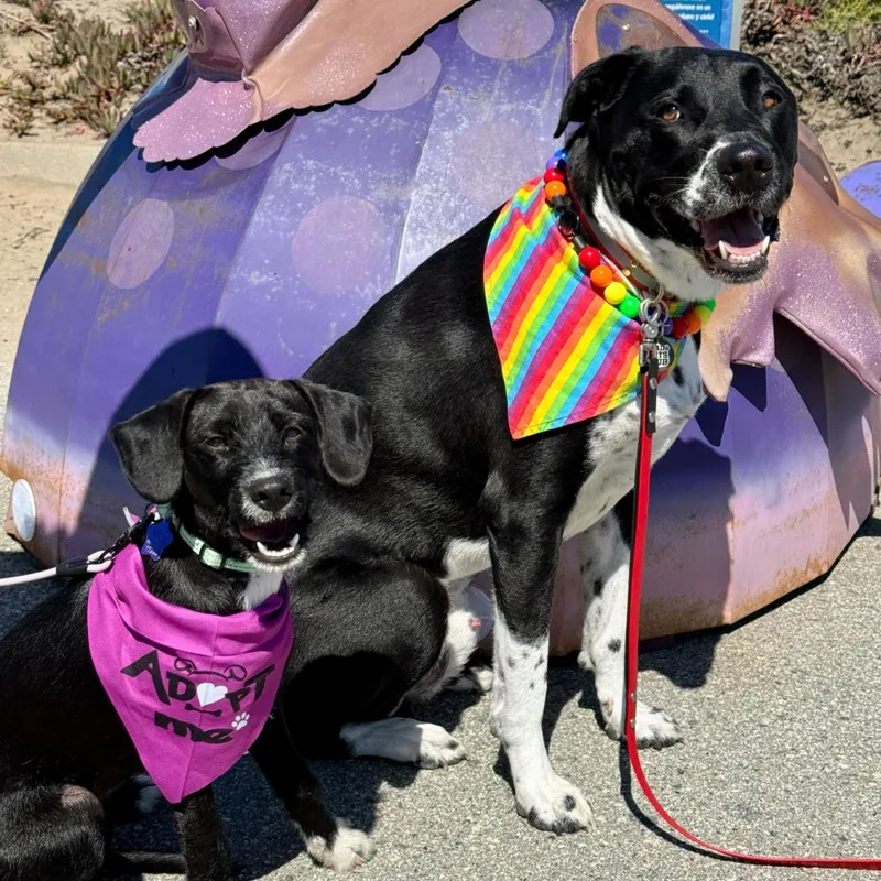 Polly thumbnail 5
