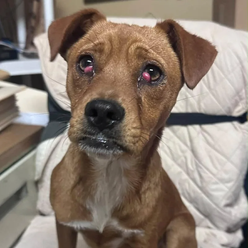 A young small-sized male Brown / Chocolate Mixed Breed dog named Finn for adoption in Saint Charles, MO