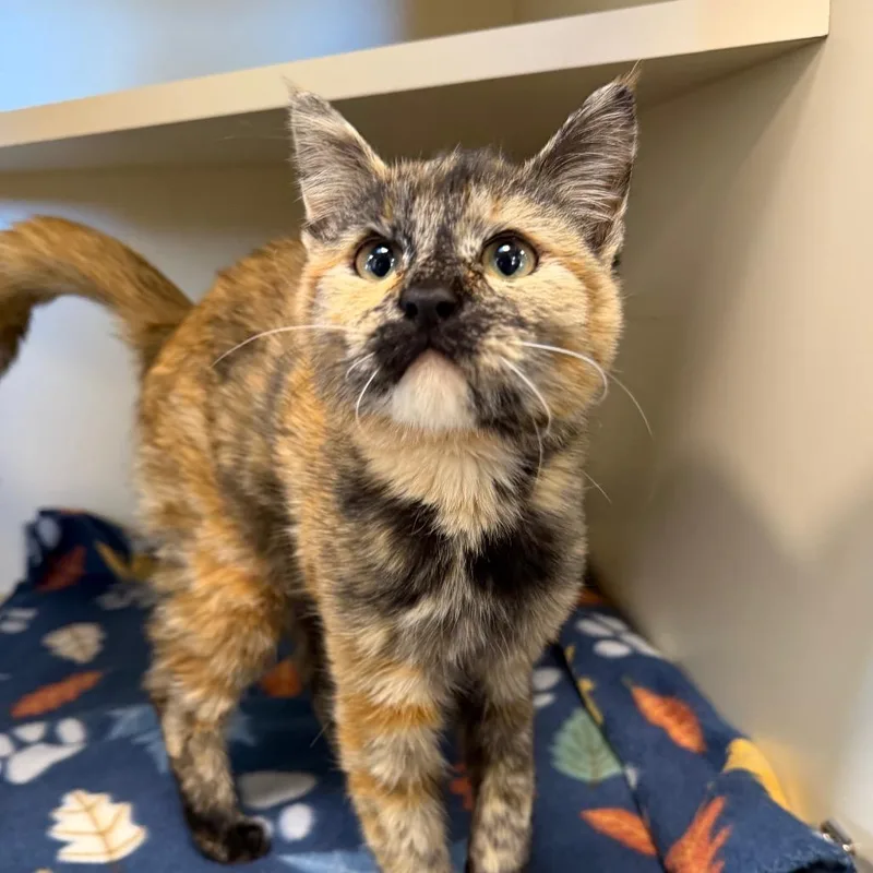 A baby small-sized female Domestic Short Hair cat named Elvira for adoption in Cody, WY