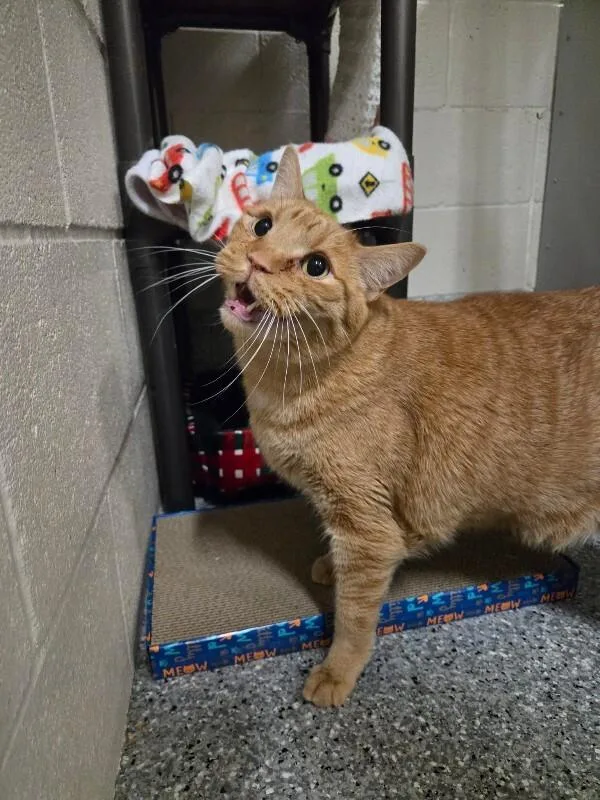 A senior medium-sized male Tabby (Orange / Red) Domestic Short Hair cat named Sammy for adoption in Fruit Heights, UT