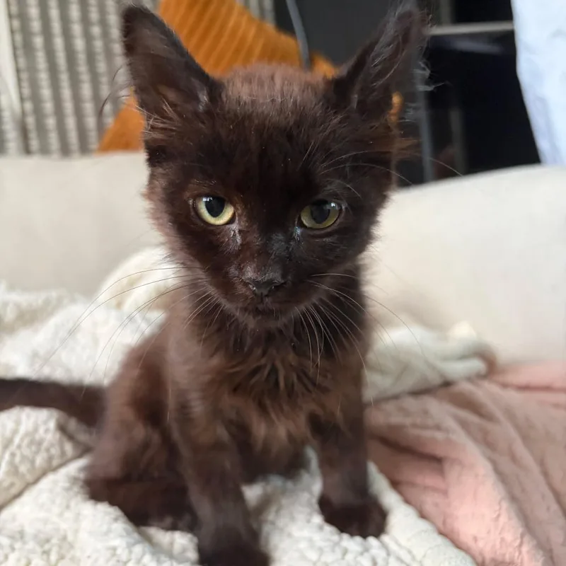 A baby small-sized female Black Domestic Medium Hair cat named Chupi for adoption in Chicago, IL