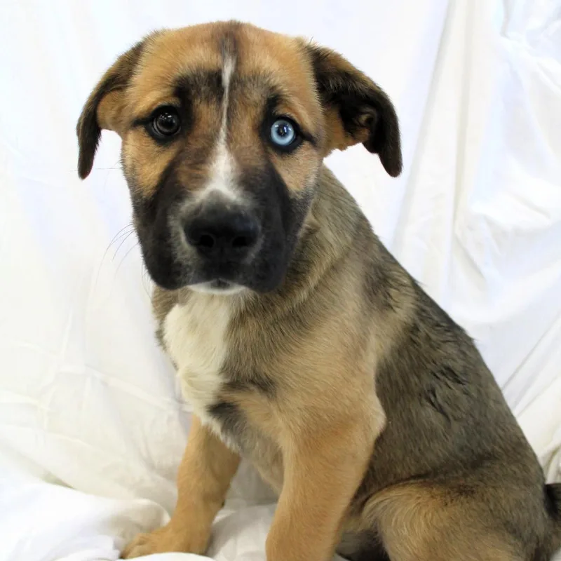 A baby medium-sized male Brown / Chocolate Husky dog named Cosmo for adoption in Michigan City, IN