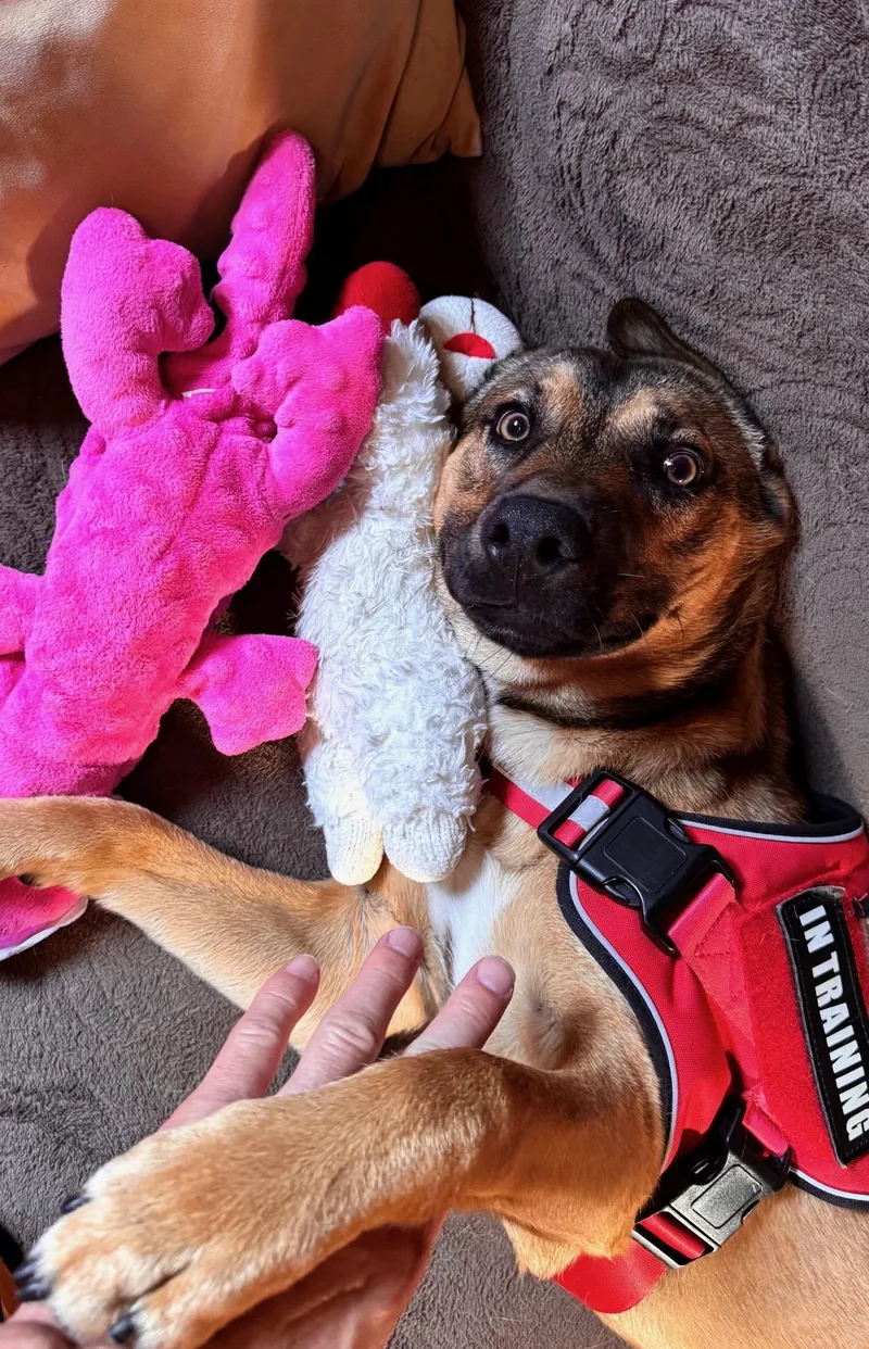 A young medium-sized male Red / Chestnut / Orange Australian Cattle Dog / Blue Heeler dog named Kibo for adoption in Sherman Oaks, CA