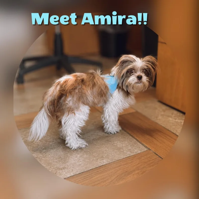 Amira thumbnail 6