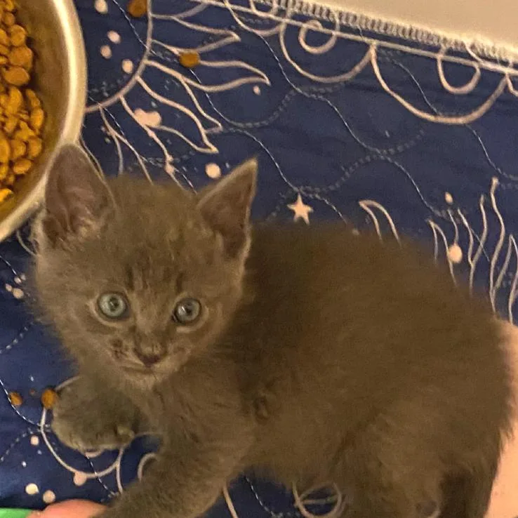 A baby medium-sized male Gray / Blue / Silver Russian Blue cat named Sporty for adoption in Chattanooga, TN