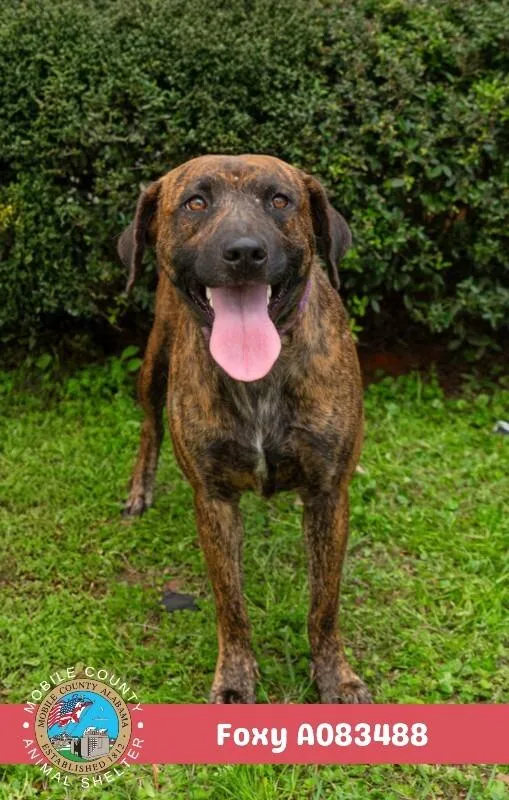 An adult medium-sized female Black Mouth Cur dog named Foxy for adoption in Mobile, AL