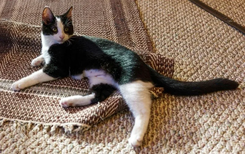 A baby small-sized female Black & White / Tuxedo Domestic Short Hair cat named Tux for adoption in Lewisburg, PA