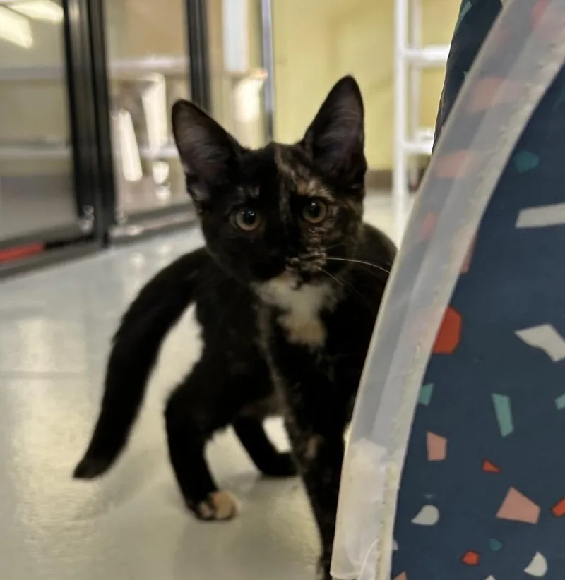 A baby small-sized female Domestic Short Hair cat named Rune for adoption in Blountville, TN