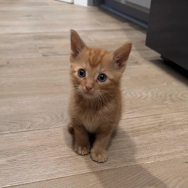 A baby small-sized male Orange / Red Domestic Short Hair cat named Maxy for adoption in Missouri City, TX
