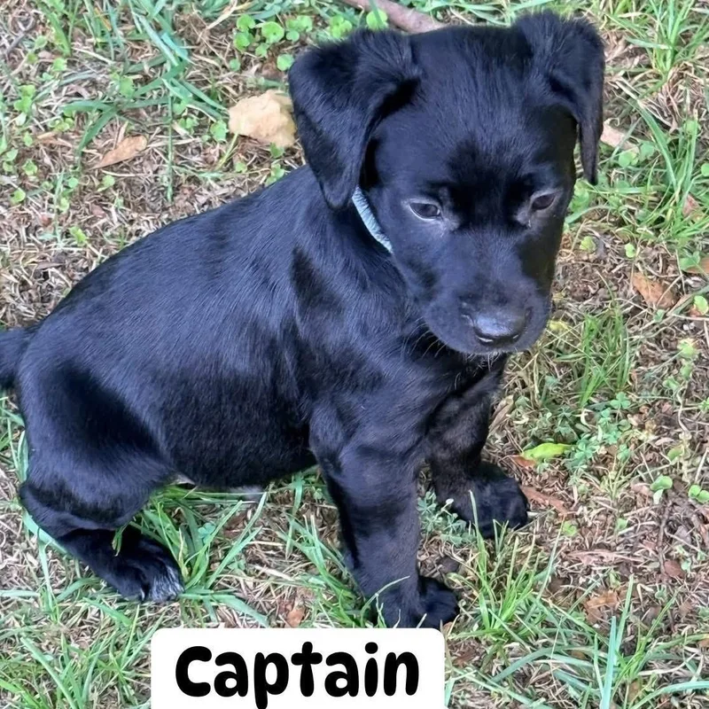 Captain