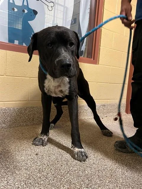 An adult medium-sized male Labrador Retriever dog named Rocky for adoption in Thousand Palms, CA