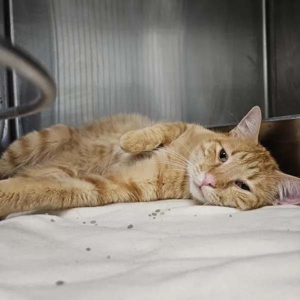 An adult small-sized male Domestic Short Hair cat named George for adoption in Des Moines, IA