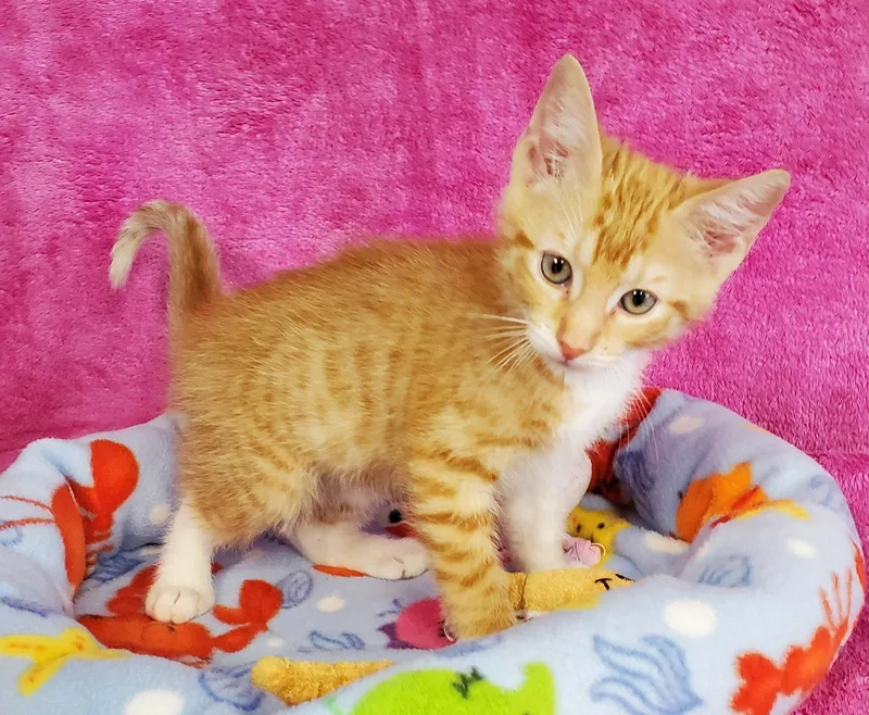 A baby large-sized male Orange & White Domestic Medium Hair cat named Phoenix for adoption in Greenville, IL
