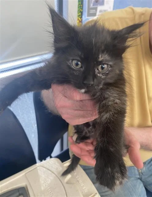 A baby medium-sized female Domestic Short Hair cat named Windy for adoption in Dallas, TX
