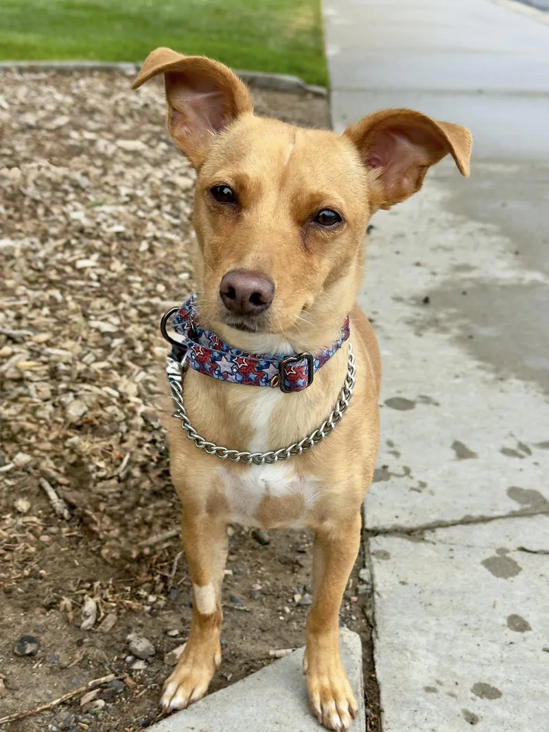 A young small-sized female Yellow / Tan / Blond / Fawn Chihuahua dog named Birdie for adoption in Gardnerville, NV