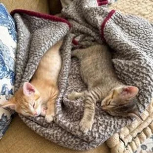 A baby small-sized female Orange / Red Domestic Short Hair cat named Freckles for adoption in San Antonio, TX