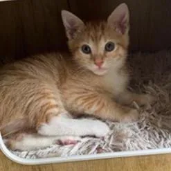 Freckles thumbnail 2