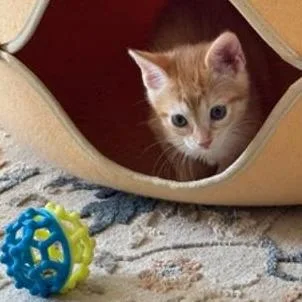 Freckles thumbnail 3