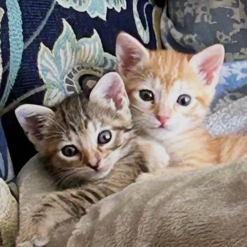 Freckles thumbnail 4