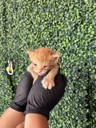 A baby small-sized male Orange / Red Domestic Short Hair cat named 61465980 for adoption in El Paso, TX