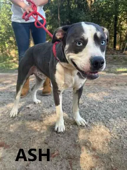 A young medium-sized male Gray / Blue / Silver Husky dog named Ash for adoption in Washington, GA