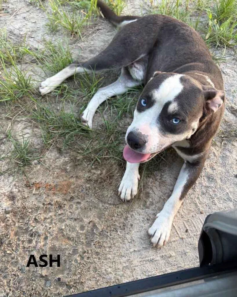 Ash thumbnail 2