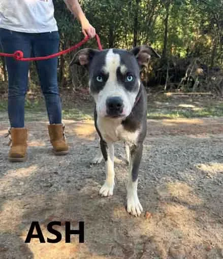 Ash thumbnail 3
