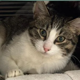A baby small-sized female Domestic Short Hair cat named PuttPutt for adoption in Edwardsville, IL