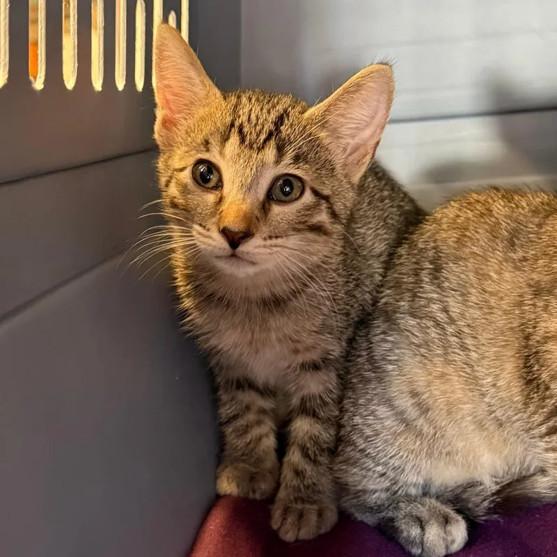 A baby small-sized male Brown / Chocolate Domestic Short Hair cat named Jubilee for adoption in Ashtabula, OH