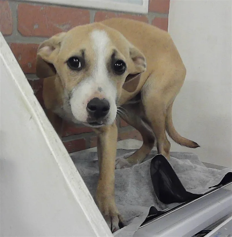 A baby small-sized female Labrador Retriever dog named Little Girl for adoption in Houston, TX