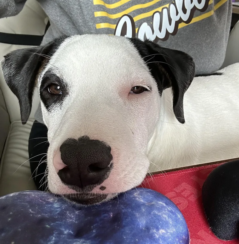 Lemonhead thumbnail 2