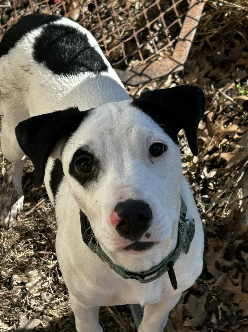 Lemonhead thumbnail 3