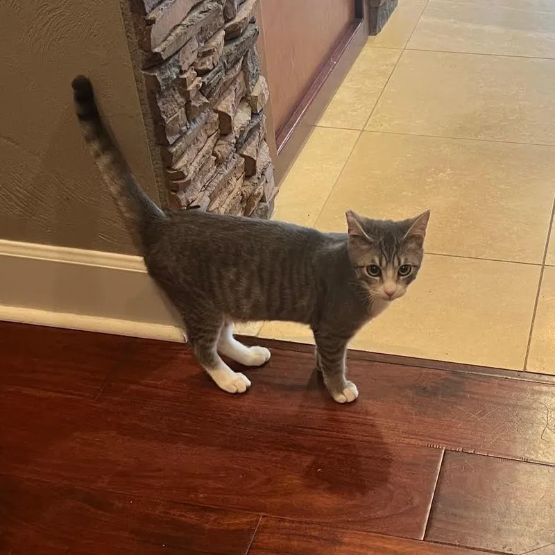 A young medium-sized male Gray / Blue / Silver Domestic Short Hair cat named Graham Cracker for adoption in Springfield, OR