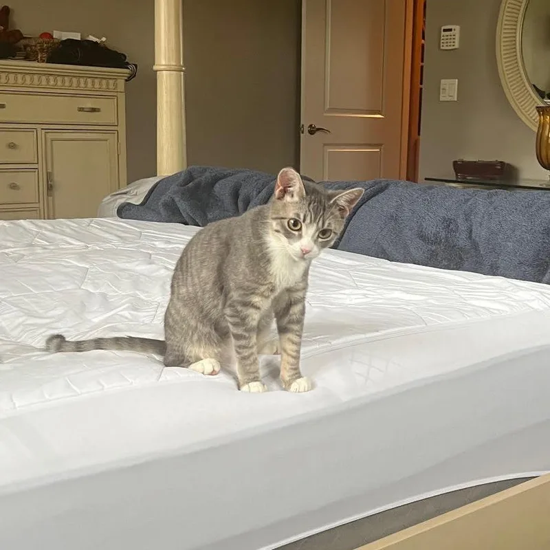 Graham Cracker thumbnail 2