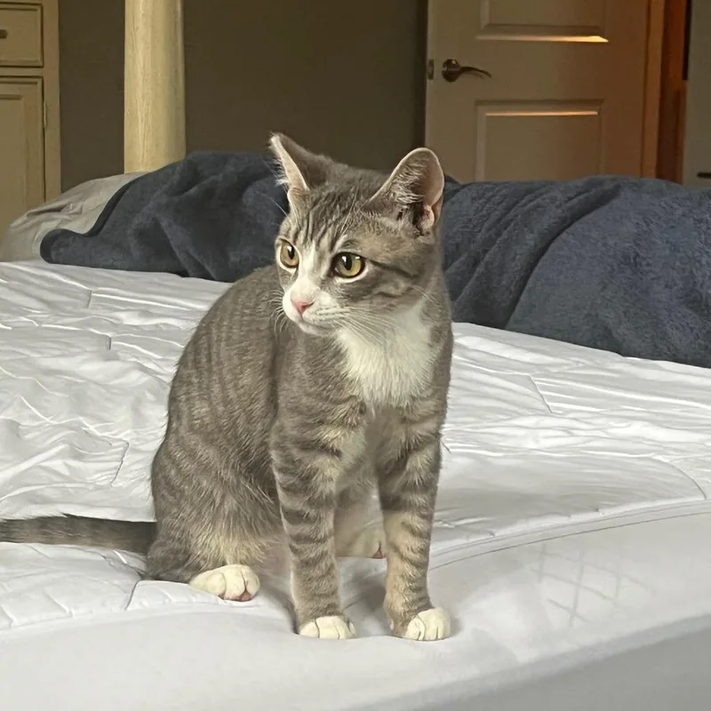 Graham Cracker thumbnail 3