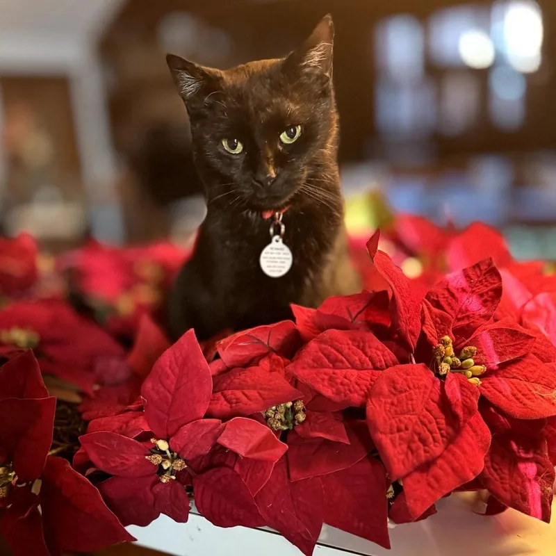 An adult medium-sized female Black Domestic Short Hair cat named Clawdia for adoption in Toledo, OH