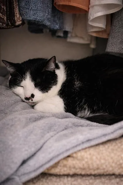 An adult large-sized male Domestic Short Hair cat named Kota for adoption in Charlotte, NC