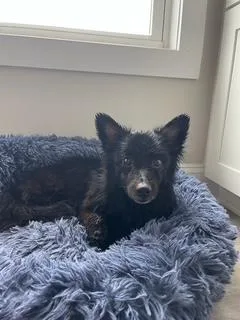 A young small-sized female Black Schipperke dog named Gwen for adoption in Tifton, GA