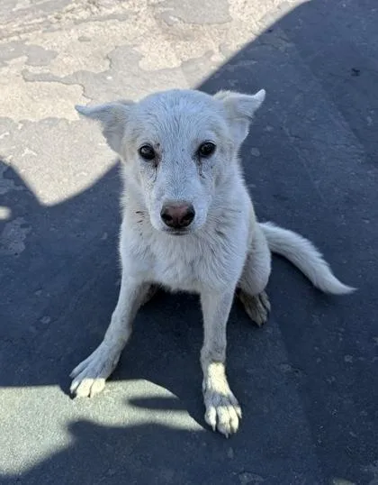 A baby medium-sized female Husky dog named Duchess Cas the nd for adoption in Fresno, CA