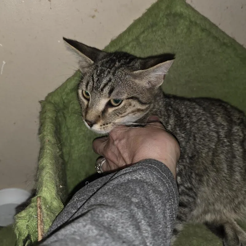 A baby medium-sized male Tabby (Buff / Tan / Fawn) Domestic Short Hair cat named Felix for adoption in Cincinnati, OH
