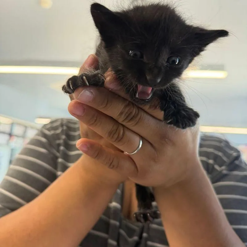 A young small-sized female Black Domestic Medium Hair cat named Figaro for adoption in Kingman, AZ