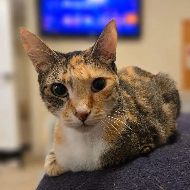 An adult small-sized female White Domestic Short Hair cat named Grapes for adoption in Titusville, FL